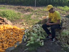 Юные активисты помогли по хозяйству пенсионерам в Ганцевичском районе