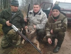 В Наче «орудует» волк