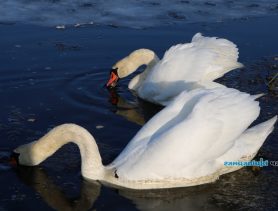 Чем кормить в Ганцевичах водоплавающих птиц?