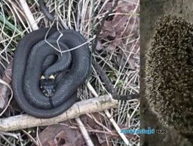 В Ганцевичах пробудились ежи и ужи