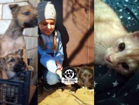 Выбери себе друга: бездомные животные, которые ищут дом