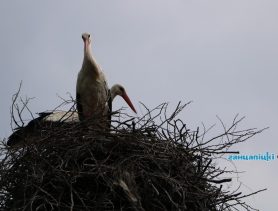 У Малькавічах буслы адчуваюць сябе свабодна