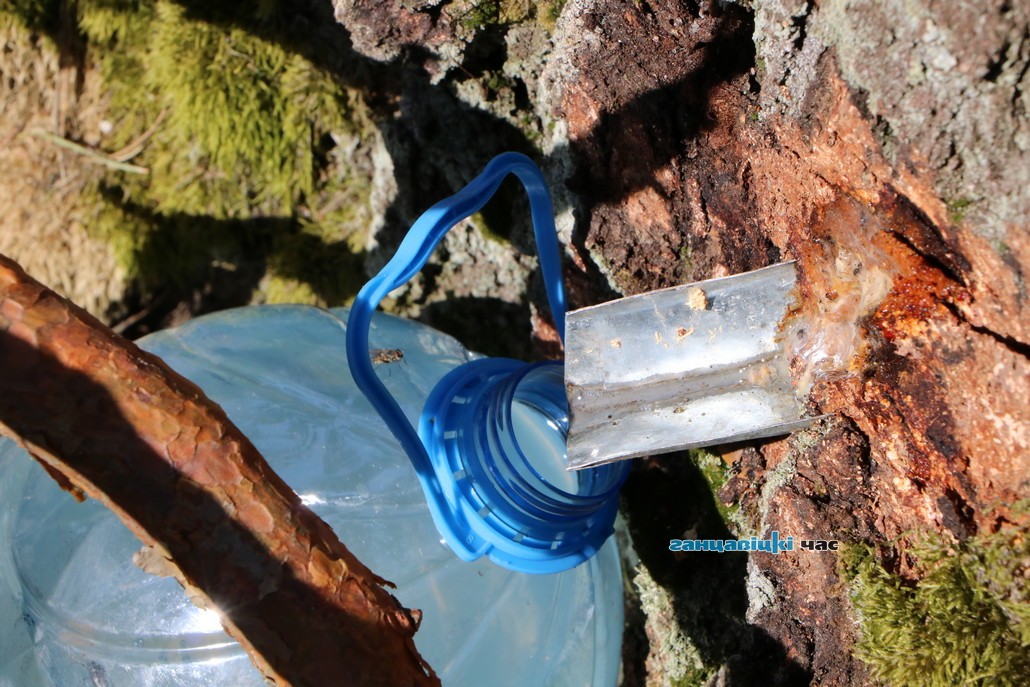 Секрет заготовки берёзового сока от жителя Денисковичей