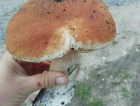 У Ганцавіцкім раёне ўжо збіраюць грыбы