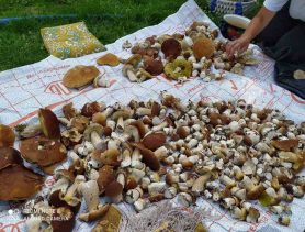 Дзве жанчыны ў Новых Агарэвічах назбіралі амаль 700 баравікоў