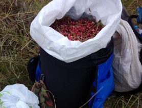 Сколько в Ганцевичском районе зарабатывают на клюкве