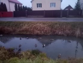 Утки остались на зимовку в Ганцевичах