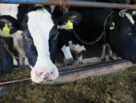 В Ганцевичском районе животные в сельхозпредприятиях обеспечены кормами “под завязку”