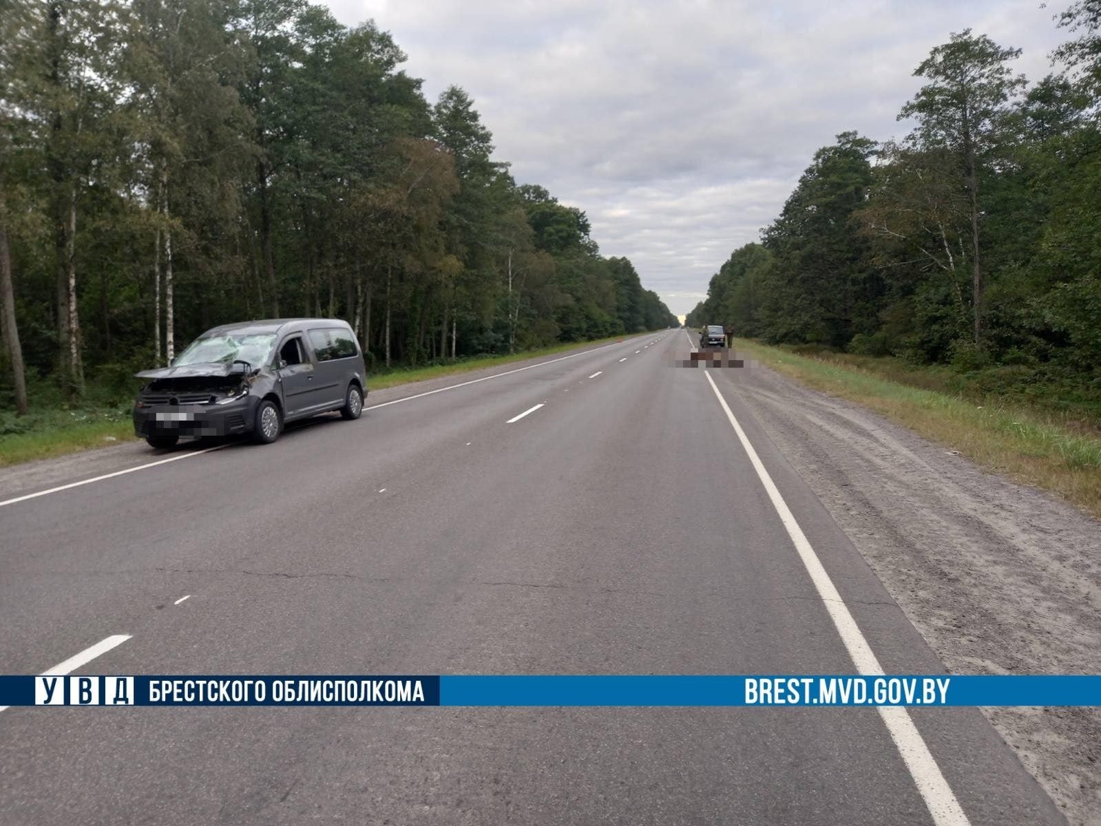 Лось выбежал на трассу М10 в Брестской области