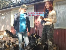 Дом-будка, бассейн и 69 собак: жительница Берёзы изменила свою жизнь ради животных
