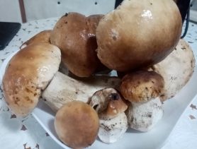 В лесах пошли боровики