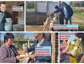 Французский сыр делают в деревне Берёзовского района, а коз доит парень из Австрии