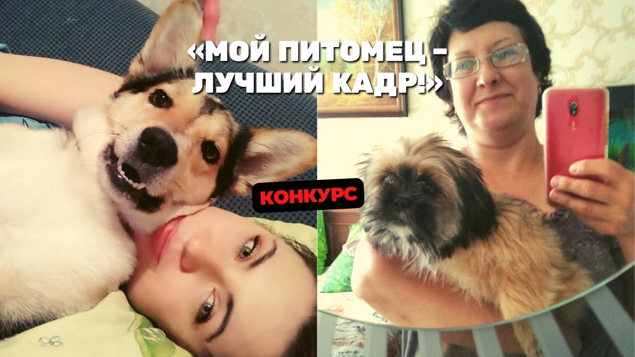 какие приколы выкидывают домашние питомцы участников конкурса