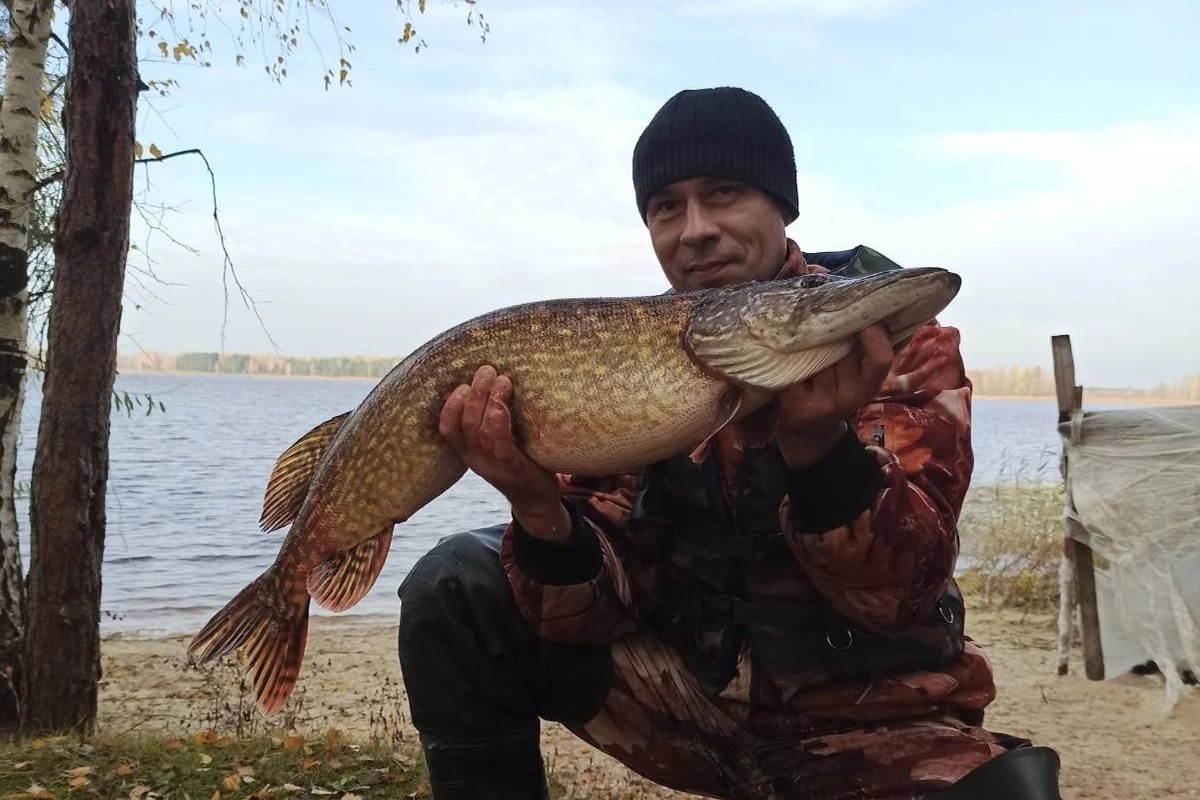 рыбаки поймали щуки 