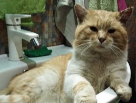 Коты «трескают» огурцы похлеще валерьянки