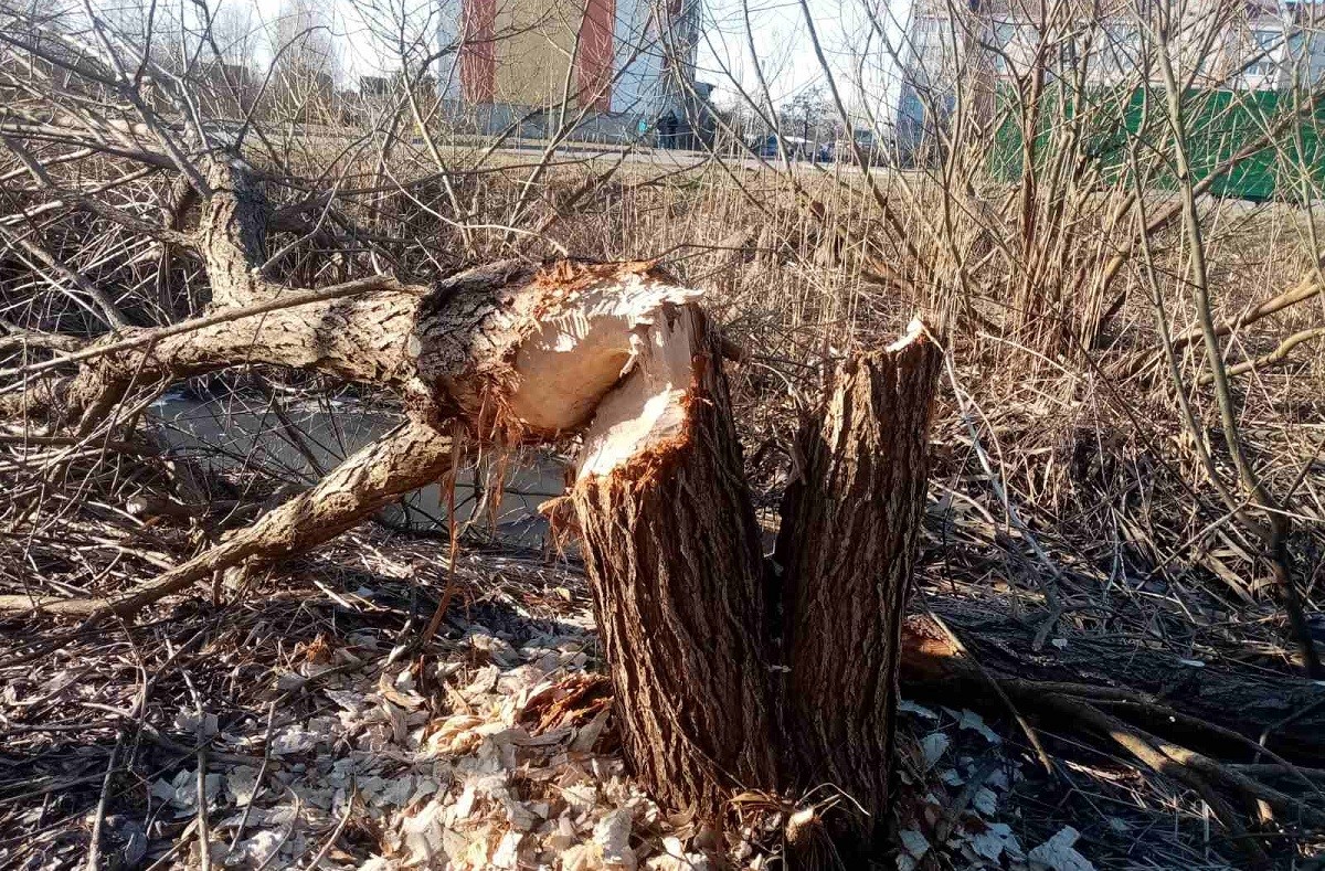 бобры Ганцевичи