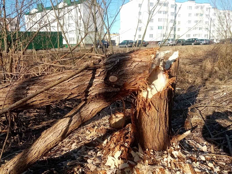 Ганцевичи бобр