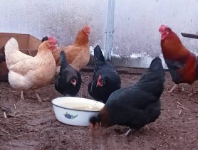 Вакцину против куриной псевдочумы раздают бесплатно: опасен ли вирус человеку