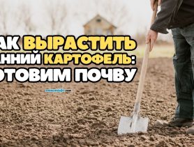 Как подготовить почву, чтобы вырастить хороший урожай раннего картофеля