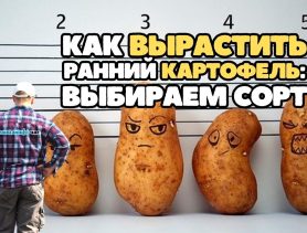 Как вырастить ранний картофель и какой сорт выбрать?