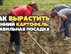 Как выбрать и посадить семена раннего картофеля, чтобы вырастить хороший урожай