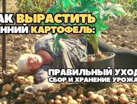 Как ухаживать за ранним картофелем, чтобы собрать богатый урожай