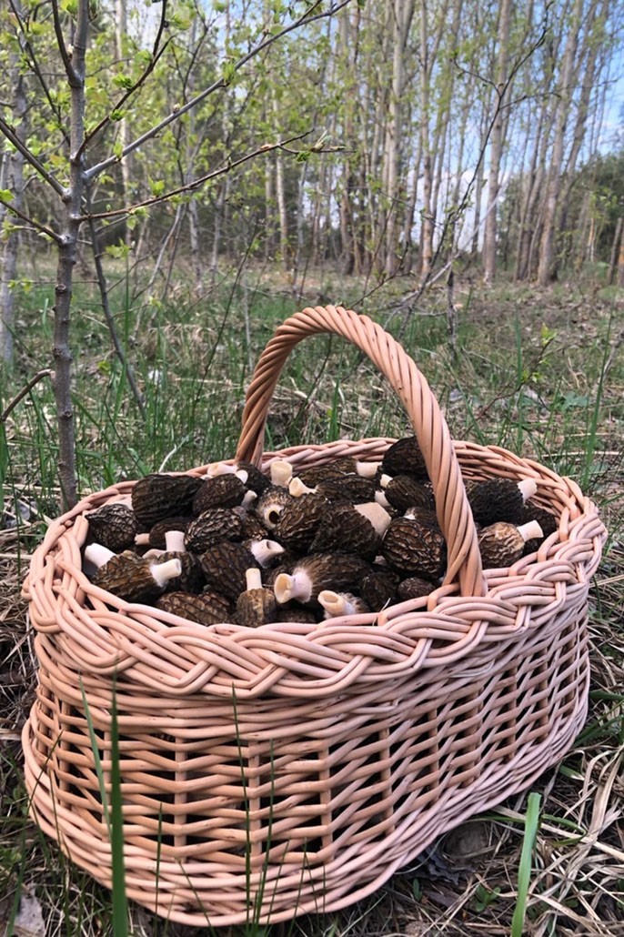 Сморчки в корзине