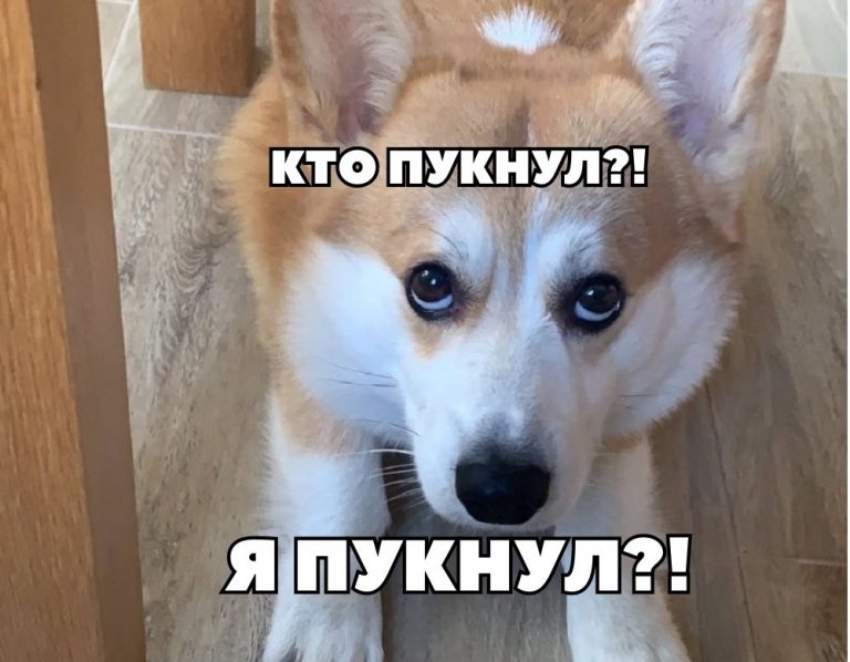 Собака пукнул