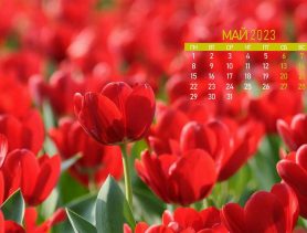 Новый месяц, новые изменения: что меняется в Беларуси в мае