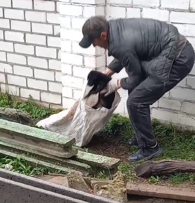 ивацевичи щенки приют