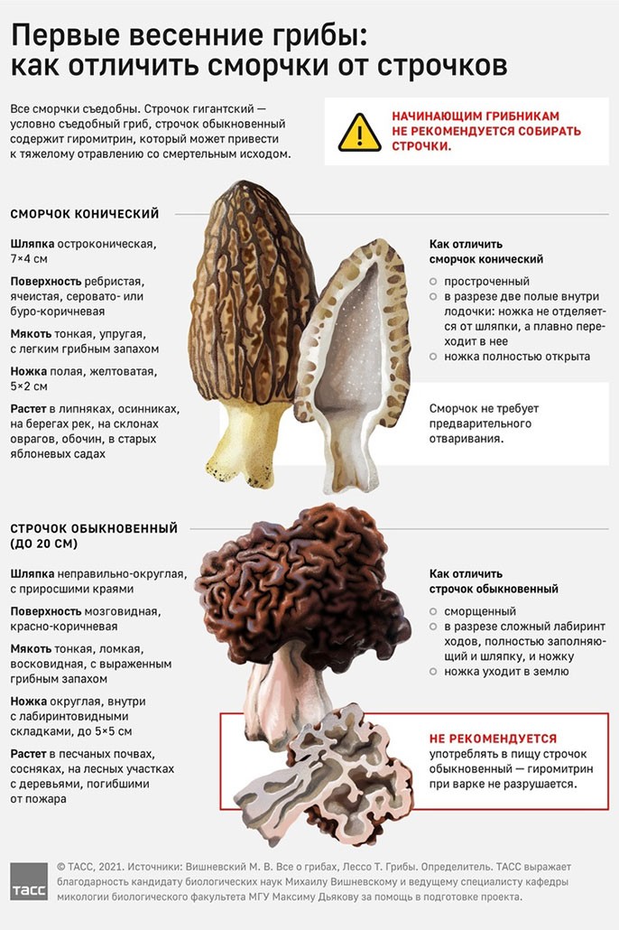 строчки грибы
