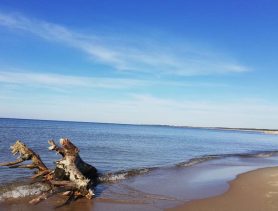 Белорус приехал в Польшу на море, но вместо отдыха увлекся поиском янтаря
