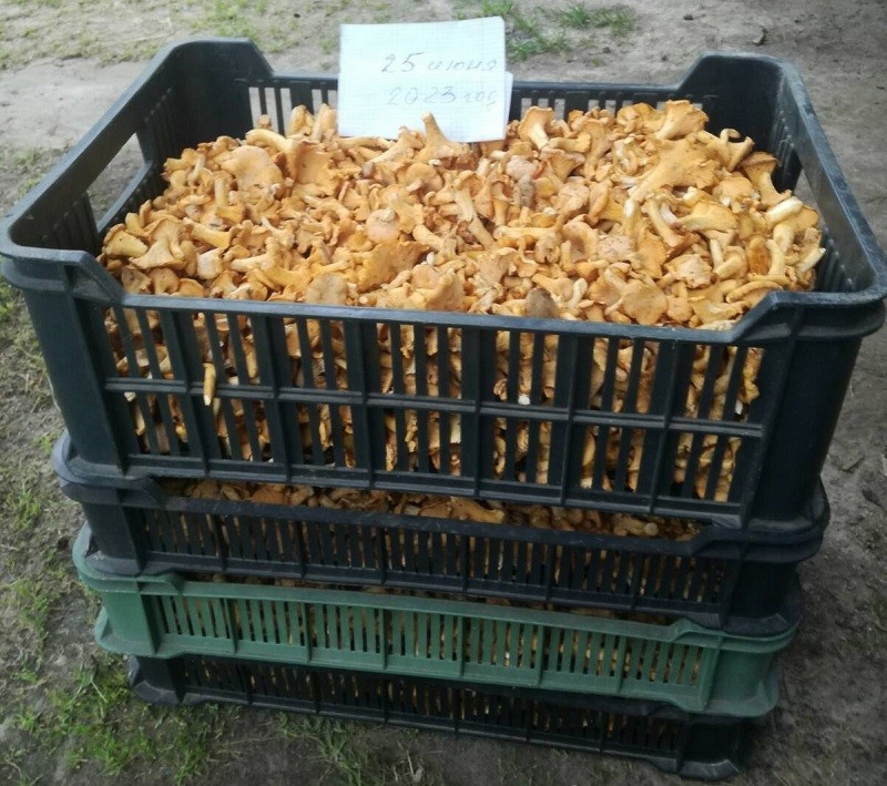лисички грибы