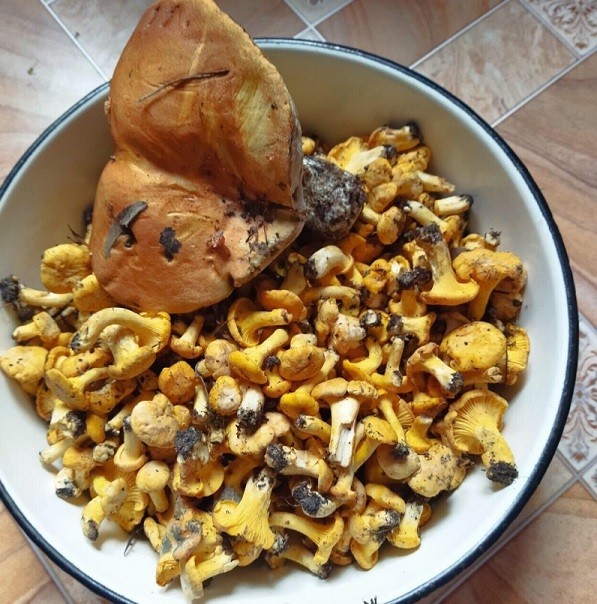 лисички