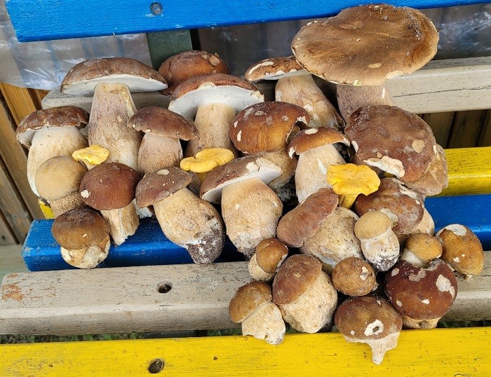 боровики