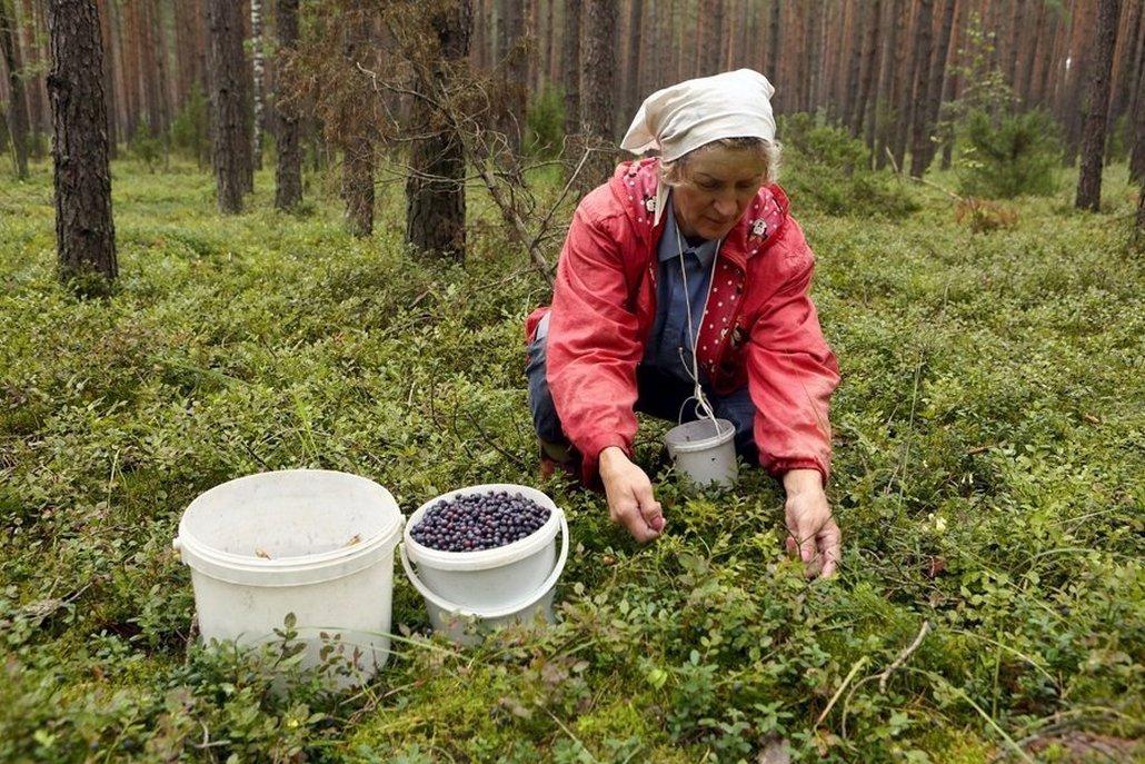Цена на чернику растет «черепашьим шагом»: по чем ее принимают в Брестской области