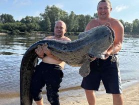 В Беларуси поймали рекордного сома