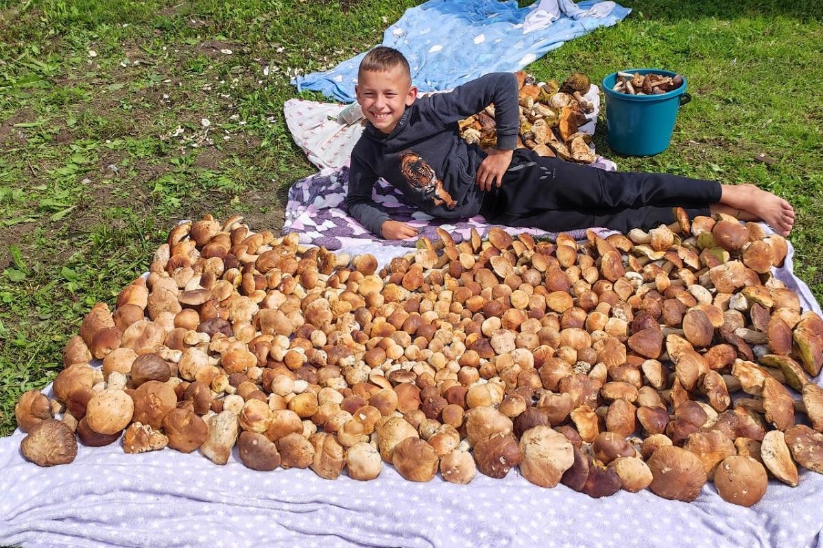 боровики грибы