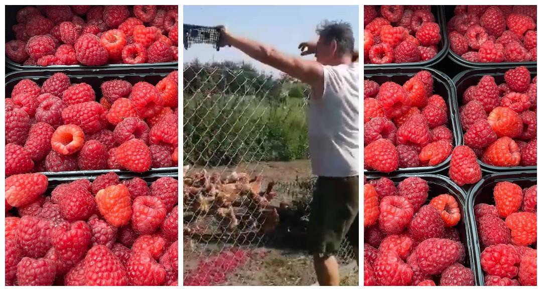 Почему некоторые выбрасывают малину?