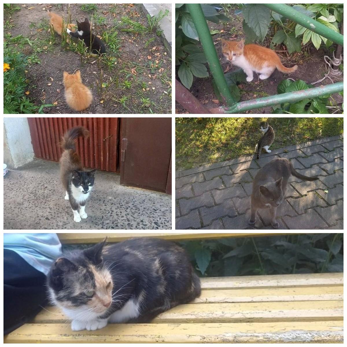 Коты на улицах Белоозёрска