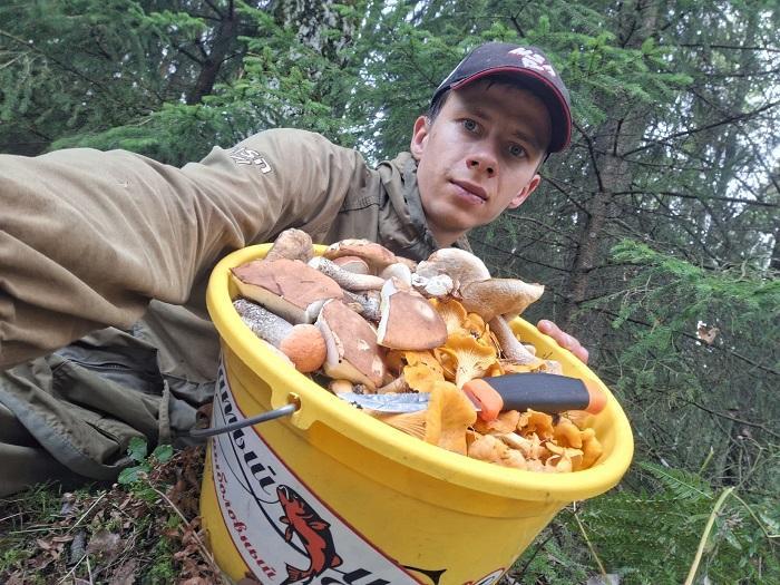 грибы