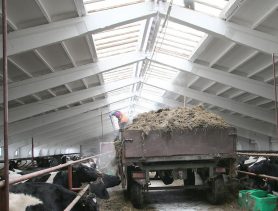 Госконтроль проверил более ста ферм: где беспорядок и хромые коровы