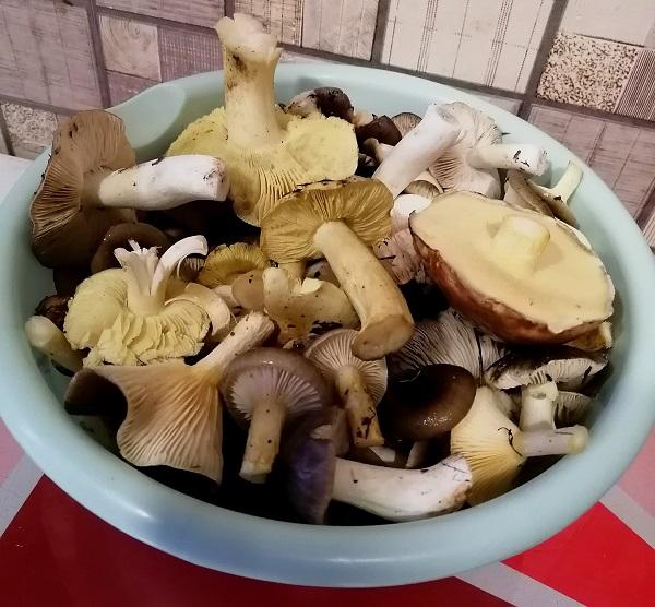 грибы