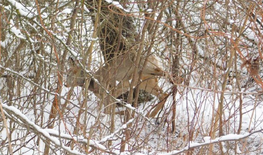 Косуля попала в петлю