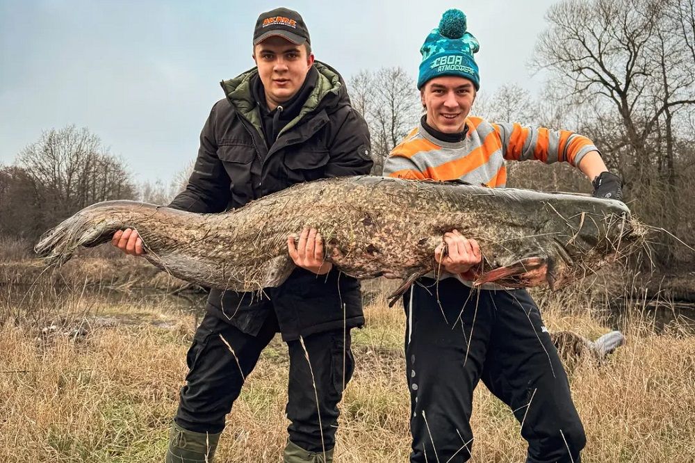 Поймали сома
