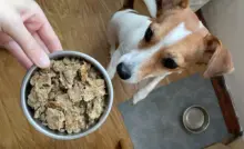 sobakakorm