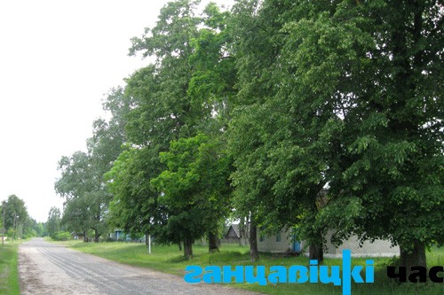 Прыдарожная алея былой сядзібы ў вёсцы Ясянец