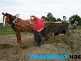 Жывёлаводы СВК “Крышылавічы” скардзяцца на нізкую зарплату