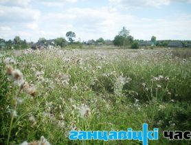 Высокі ўраджай… асоту