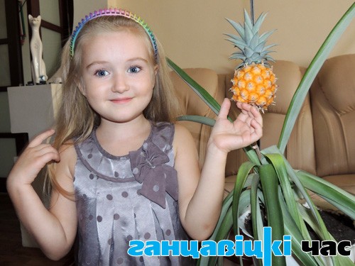 Сям’я Лукашэвічаў з Ганцавічаў у хатніх умовах вырасціла экзатычную расліну – ананас